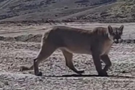 Filmaron a un impresionante puma en Santa Cruz