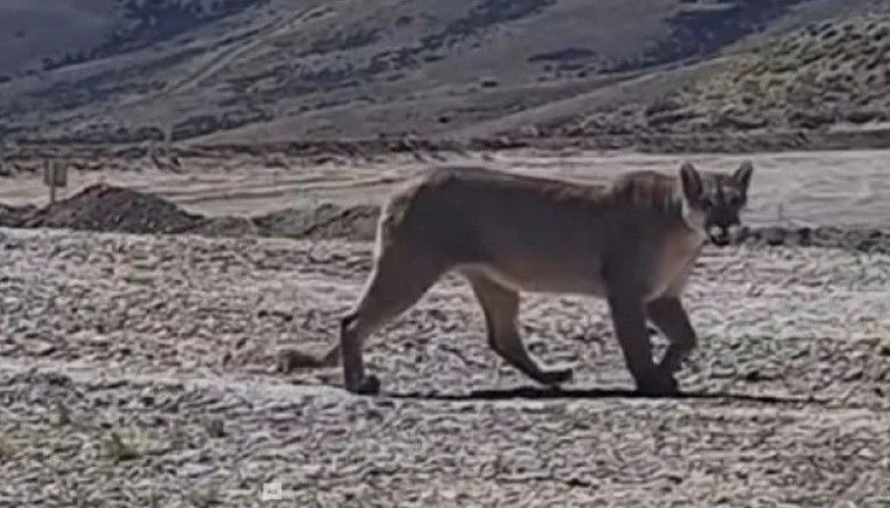 Filmaron a un impresionante puma en Santa Cruz