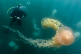 La ciencia oceanográfica se dará cita en un evento internacional