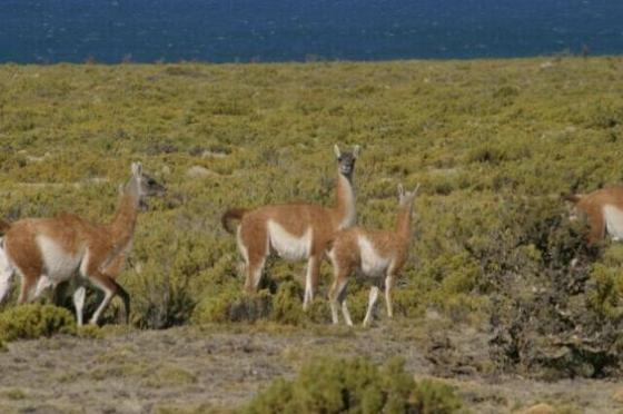 Aseguran que Santa Cruz alberga la mayor población de guanacos del país. (Foto CONICET)