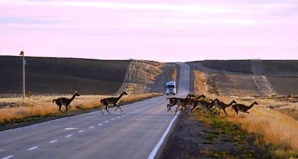 Epígrafe En la zona de Monte León aumenta la presencia de guanacos.