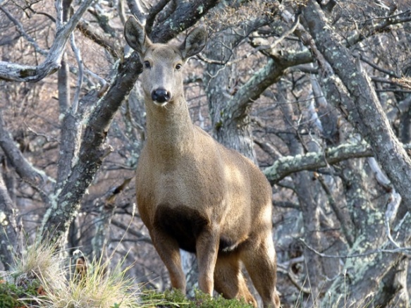 Huemul hembra en los alrededores de El Chaltén (foto: Víctor Sotelo)