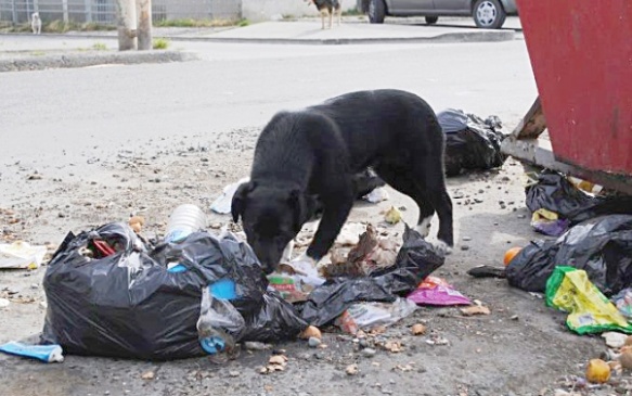 Preocupación En Los Vecinos Por La Problemática De Los Perros Callejeros